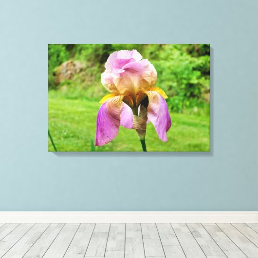 Bearded Iris Leinwanddruck (Insitu (Holzboden))