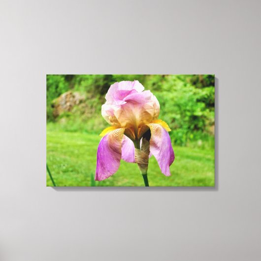 Bearded Iris Leinwanddruck (Vorderseite)