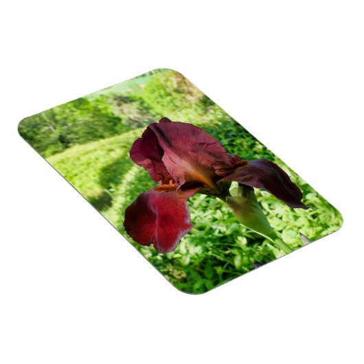 Bearded Iris Magnet (Rechte Seite)