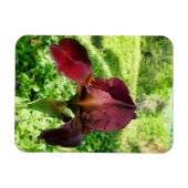 Bearded Iris Magnet (Horizontal)
