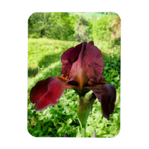 Bearded Iris Magnet
