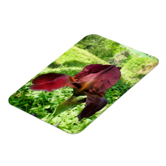 Bearded Iris Magnet (Linke Seite)