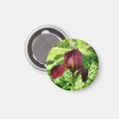 Bearded Iris Magnet (Vorderseite/Rückseite)