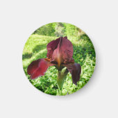 Bearded Iris Magnet (Vorne)
