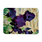 Bearded Iris Magnet (Horizontal)
