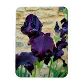 Bearded Iris Magnet (Vertikal)