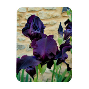 Bearded Iris Magnet