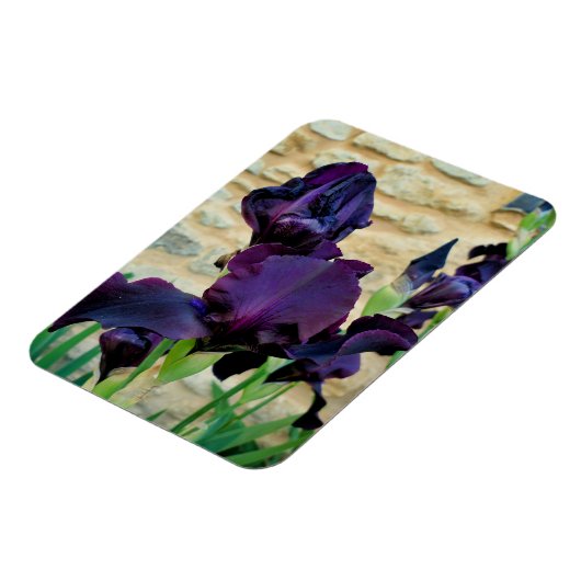 Bearded Iris Magnet (Linke Seite)