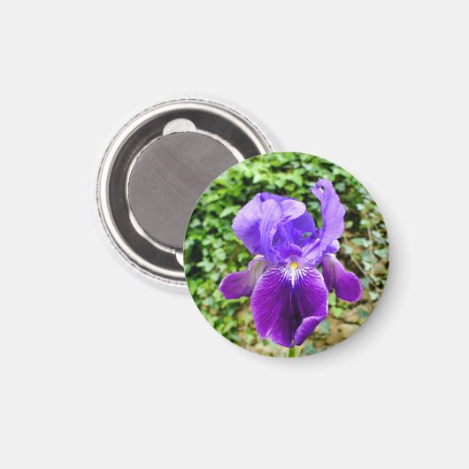 Bearded Iris Magnet (Vorderseite/Rückseite)