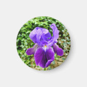 Bearded Iris Magnet (Vorne)