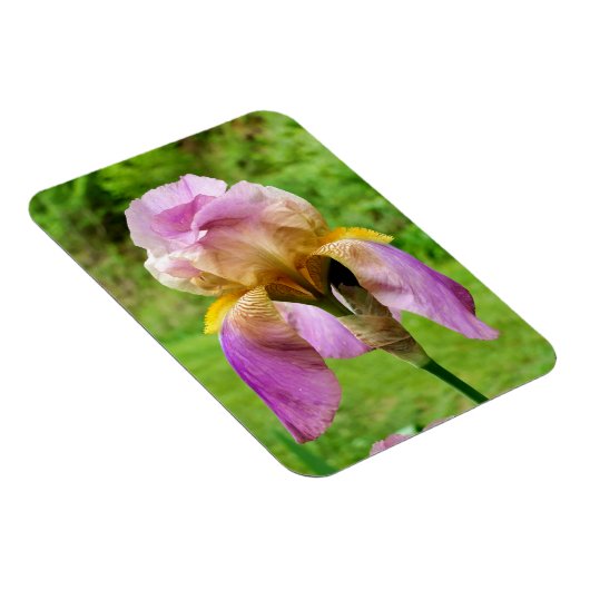Bearded Iris Magnet (Rechte Seite)