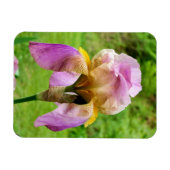 Bearded Iris Magnet (Horizontal)