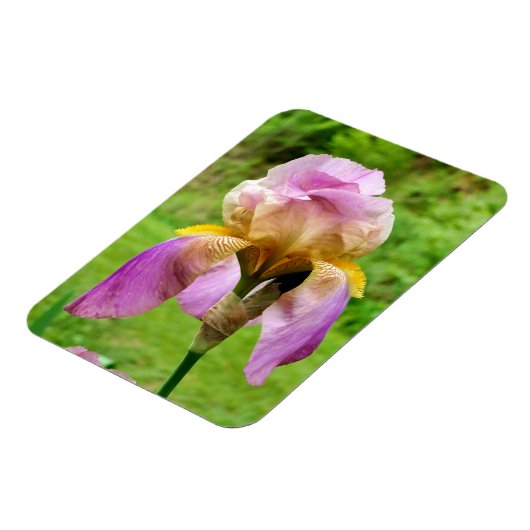 Bearded Iris Magnet (Linke Seite)