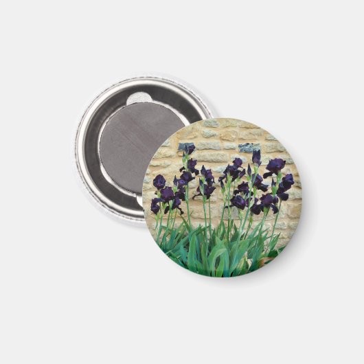 Bearded Iris Magnet (Vorderseite/Rückseite)