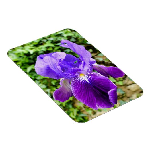 Bearded Iris Magnet (Rechte Seite)