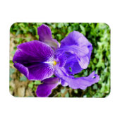 Bearded Iris Magnet (Horizontal)