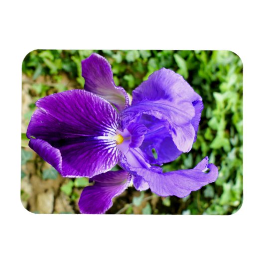 Bearded Iris Magnet (Horizontal)