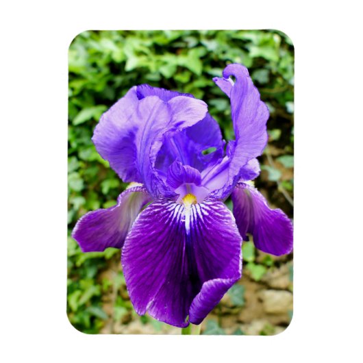 Bearded Iris Magnet (Vertikal)