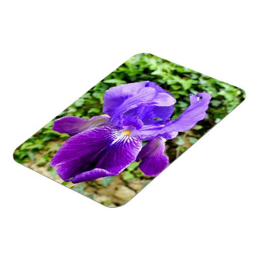Bearded Iris Magnet (Linke Seite)