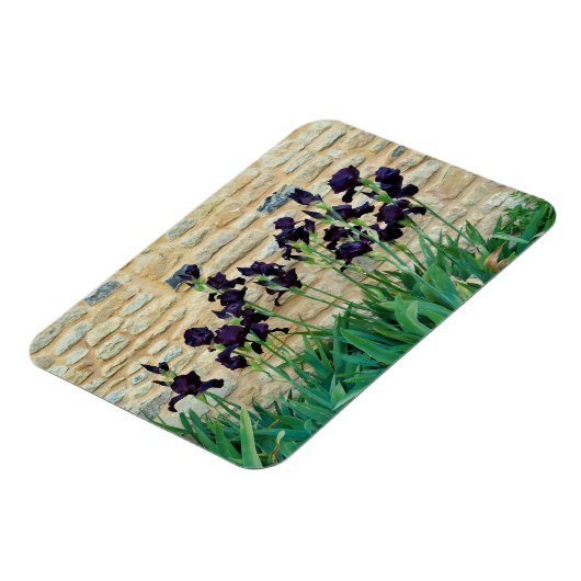 Bearded Iris Magnet (Linke Seite)