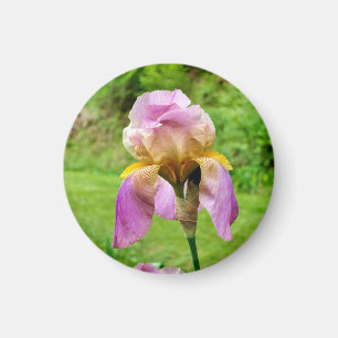 Bearded Iris Magnet