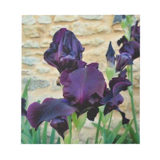 Bearded Iris Notizblock (Vorderseite)