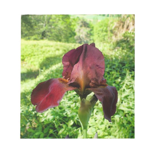 Bearded Iris Notizblock (Vorderseite)