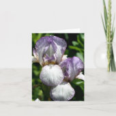 Bearded Iris Pair Flower Photography  (Vorderseite)