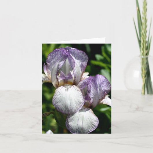Bearded Iris Pair Flower Photography (Vorderseite)