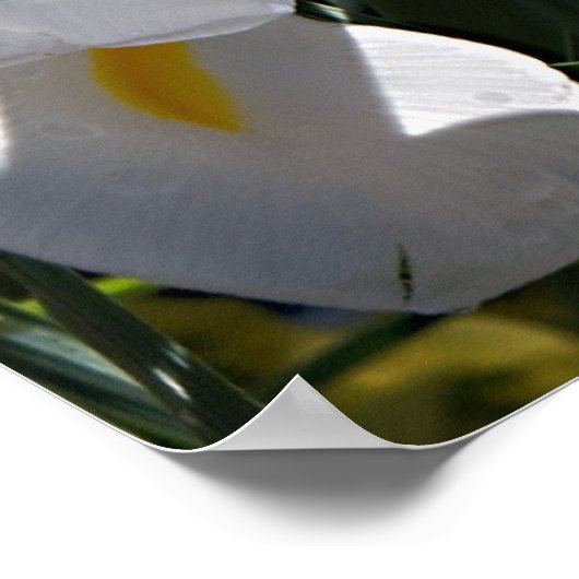 Bearded Iris Poster (Ecke)