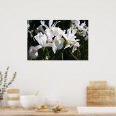 Bearded Iris Poster (Küche)