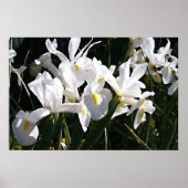 Bearded Iris Poster (Vorne)