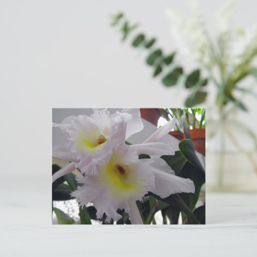 Bearded Iris Postkarte (Stehend Vorderseite)