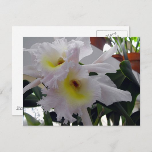 Bearded Iris Postkarte (Vorne/Hinten)