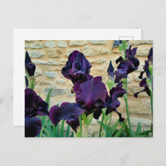 Bearded Iris Postkarte (Vorne/Hinten)