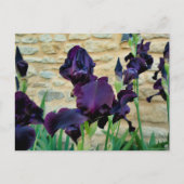 Bearded Iris Postkarte (Vorderseite)