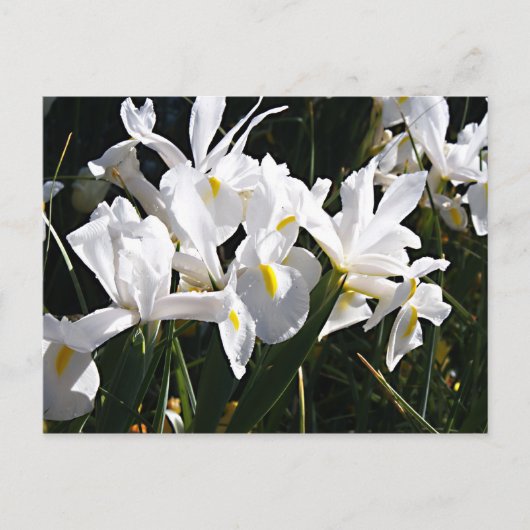 Bearded Iris Postkarte (Vorderseite)