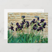 Bearded Iris Postkarte (Vorne/Hinten)