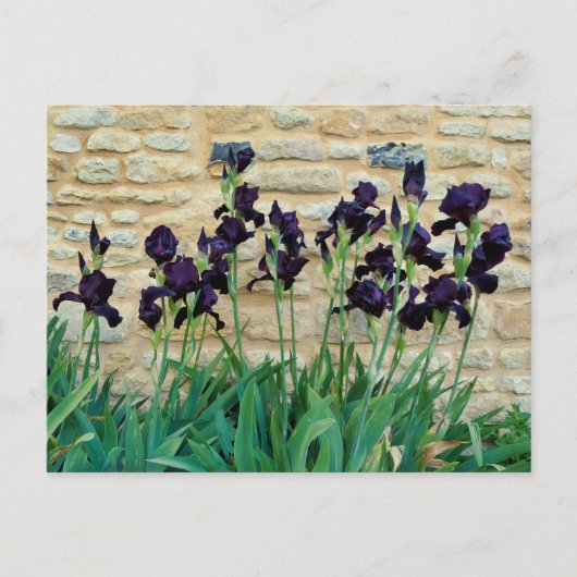 Bearded Iris Postkarte (Vorderseite)