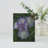 Bearded Iris Postkarte (Stehend Vorderseite)