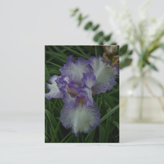 Bearded Iris Postkarte (Stehend Vorderseite)