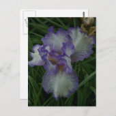 Bearded Iris Postkarte (Vorne/Hinten)