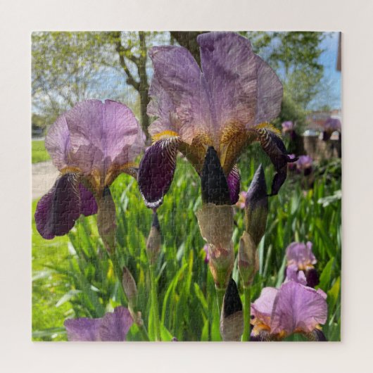 Bearded Iris Puzzle (Vertikal)