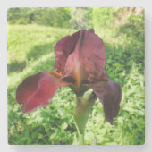 Bearded Iris Steinuntersetzer (Vorderseite)