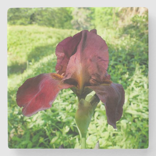 Bearded Iris Steinuntersetzer (Vorderseite)