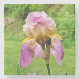 Bearded Iris Steinuntersetzer