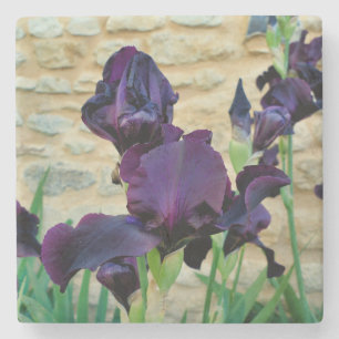 Bearded Iris Steinuntersetzer