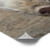 Bearded Pig Poster (Ecke)