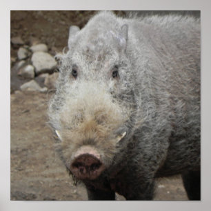 Bearded Pig Poster