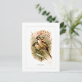 Bearded Reedling Postkarte (Stehend Vorderseite)